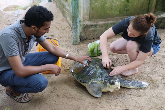 9 Best Places To Volunteer Abroad With Animals in 2024 - 2025 | VolSol